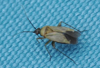 Plagiognathus-arbustorum